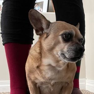 Meet your Posher, Abby